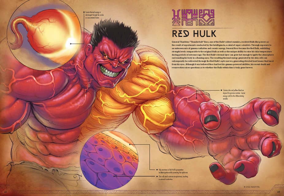 Marvel Anatomy: A Scientific Study of the Superhuman - Red Hulk illustration by Jonah Lobe